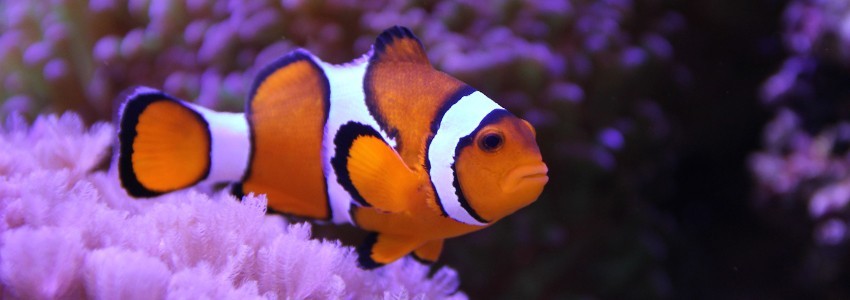 Beleuchtung für Meerwasseraquarien