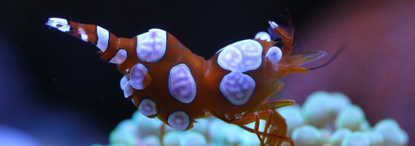 Garnelen für Meerwasseraquarien