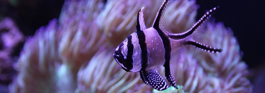 Nachfüllsystem für Meerwasseraquarien